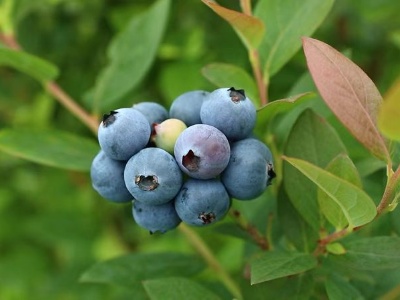 寻乌蓝莓拟纳入“全国名特优新农产品”名录！
