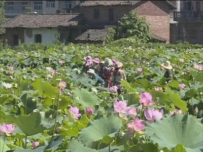 广丰：产业扶贫14000余人脱贫致富