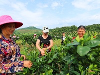 泰和：家庭农场 助力脱贫
