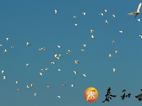 上圯乡：白鹭高飞 翩翩起舞