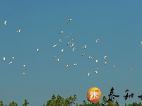 上圯乡：白鹭高飞 翩翩起舞