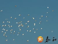 上圯乡：白鹭高飞 翩翩起舞