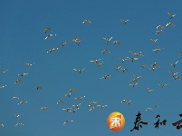 上圯乡：白鹭高飞 翩翩起舞