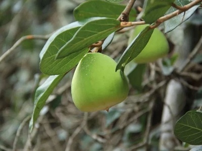 这种野果能做“天然果冻”，你吃过吗？