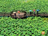 沙村镇：荷花产业助力乡村振兴