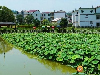 沙村镇：荷花产业助力乡村振兴