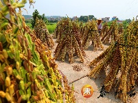 泰和：小芝麻大产业
