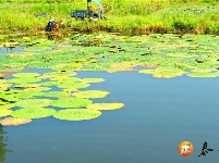 沿溪镇：生态芡实助农增收