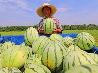 塘洲镇：生态瓜果助力乡村振兴
