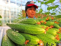 现代农业助力乡村振兴
