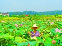 澄江镇：生态莲子助力乡村振兴