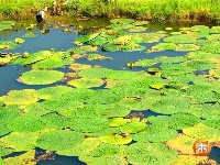 沿溪镇：生态芡实助农增收