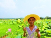 澄江镇：生态莲子助力乡村振兴