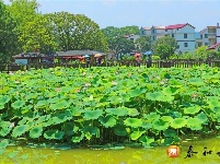 沙村镇：荷花产业助力乡村振兴