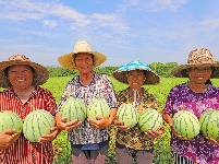 塘洲镇：生态瓜果助力乡村振兴