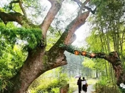 人文 | 明朝成化年间，沙村这个人成就了泰和隔河两宰相的传奇！