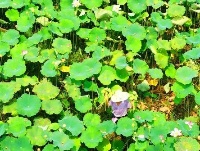 澄江镇：生态莲子助力乡村振兴
