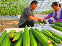现代农业助力乡村振兴