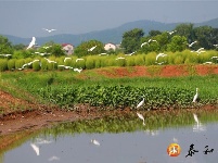 澄江镇：生态田园 白鹭嬉戏