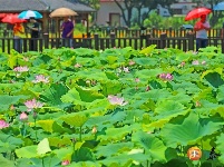 沙村镇：荷花产业助力乡村振兴