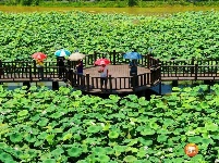 沙村镇：荷花产业助力乡村振兴