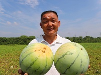 塘洲镇：生态瓜果助力乡村振兴