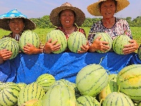 塘洲镇：生态瓜果助力乡村振兴