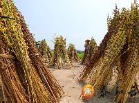 泰和：小芝麻大产业