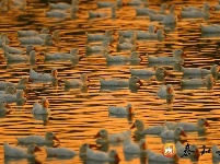 沿溪镇：特色养殖助力脱贫攻坚