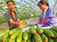 现代农业助力乡村振兴