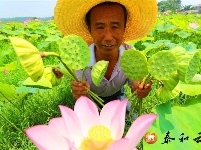 澄江镇：生态莲子助力乡村振兴