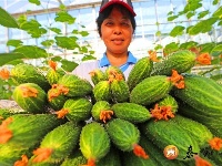现代农业助力乡村振兴