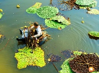 沿溪镇：芡实种植助力脱贫