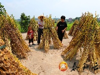 泰和：小芝麻大产业