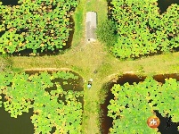 沿溪镇：生态芡实助农增收