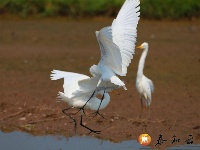 澄江镇：生态田园 白鹭嬉戏