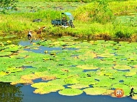 沿溪镇：生态芡实助农增收
