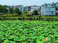 沙村镇：荷花产业助力乡村振兴
