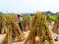 泰和：小芝麻大产业