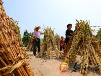 泰和：小芝麻大产业