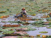 沿溪镇：芡实种植助力脱贫