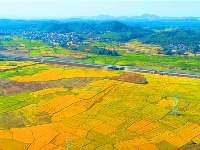 泰和：田园秋色美