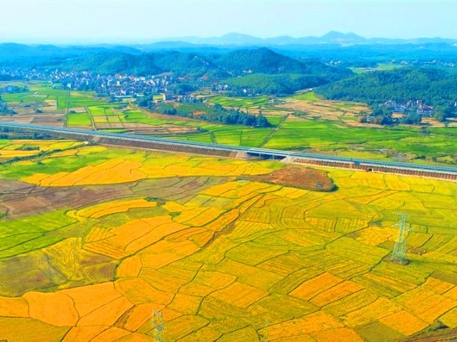 泰和：田园秋色美