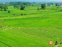 苏溪镇：苗木种植 绿色富民