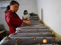 沙村镇：香菇扶贫车间助力脱贫