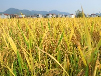 泰和：中稻喜丰收 农民忙收割