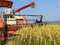 泰和：中稻喜丰收 农民忙收割