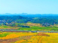 泰和：田园秋色美