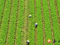 苏溪镇：苗木种植 绿色富民