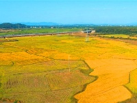 泰和：田园秋色美